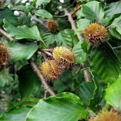 Бук обыкновенный в Солигорске