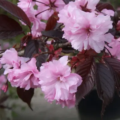 Сакура РОЯЛ БУРГУНДИ в Солигорске