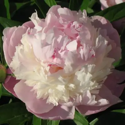 Пион ЩЕРБЕТ травянистый в Солигорске