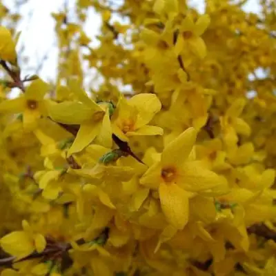 Форзиция ТАРАНДТ промежуточная в Солигорске