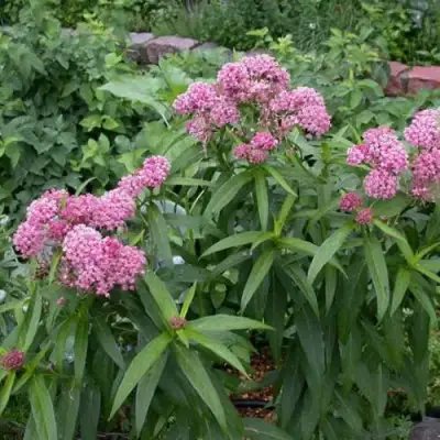 Ваточник МЯСО-КРАСНЫЙ в Солигорске