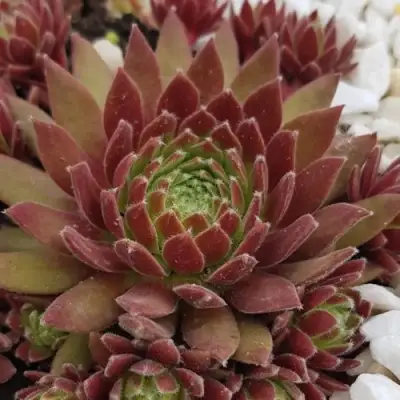 Молодило ЛЮФТШПРУНГ в Солигорске