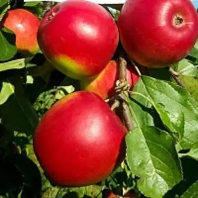 Яблоня РЕДФРИ в Солигорске