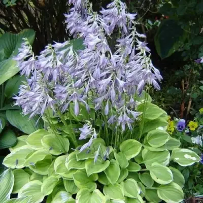 Хоста ГОЛДЕН ТИАРА в Солигорске