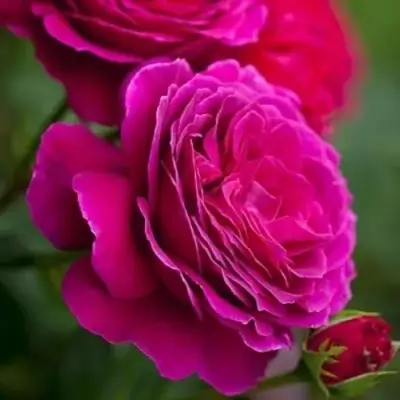 Роза МАЛИНОВЫЙ ЗВОН чайно-гибридная в Солигорске