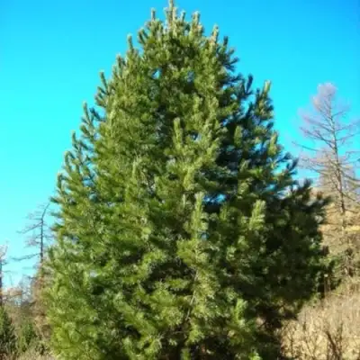 Сосна кедровая сибирская в Солигорске