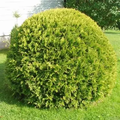 Туя ДАНИКА АУРЕА западная в Солигорске