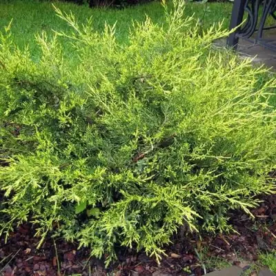 Можжевельник КУРИВАО ГОЛД китайский в Солигорске