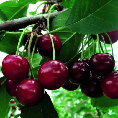 Дюк ЖИВИЦА (ЧЕРЕВИШНЯ) в Солигорске