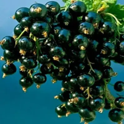 Смородина чёрная ИЗЮМНАЯ в Солигорске