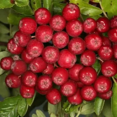 Рябина РУБИНОВАЯ сладкоплодная в Солигорске