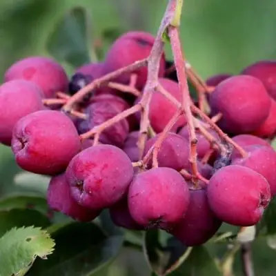 Рябина ДЕСЕРТНАЯ МИЧУРИНА сладкоплодная в Солигорске