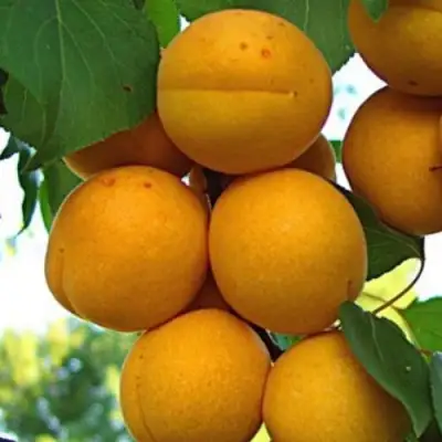 Абрикос ОНТАРИО в Солигорске