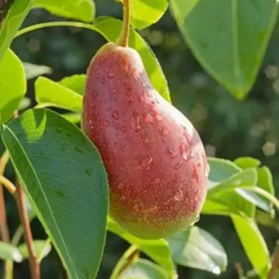 Груша ЯКОВЛЕВСКАЯ в Солигорске