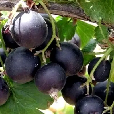 ЙОШТА в Солигорске