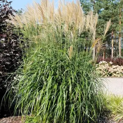 Мискантус ВАНИЛЛА СКАЙ китайский в Солигорске