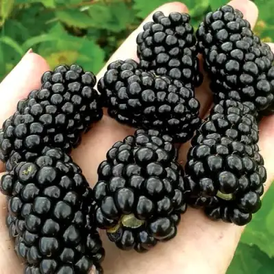 Ежевика ПРАЙМ АРК ФРИДОМ ремонтантная  в Солигорске