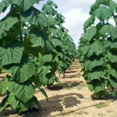 Павловния ПАО ТОГН Z07 в Солигорске