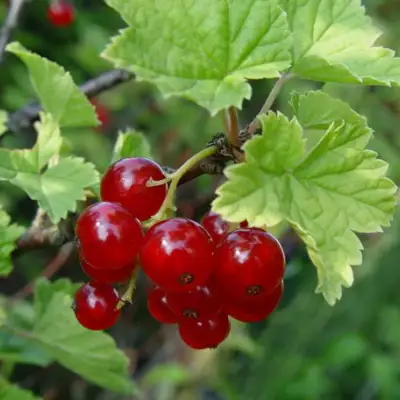Смородина альпийская ШМИДТ в Солигорске