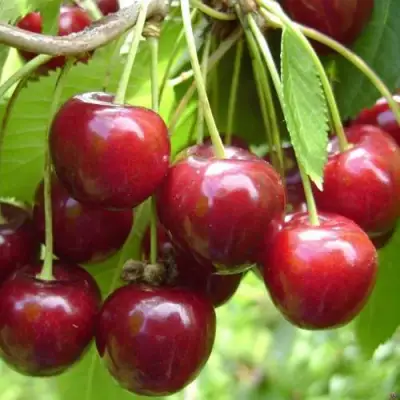Черешня СИНЯВСКАЯ в Солигорске
