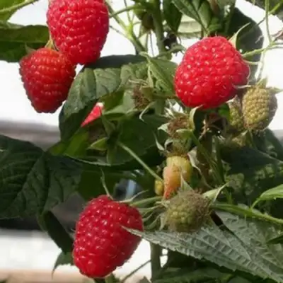 Малина ремонтантная Эрика