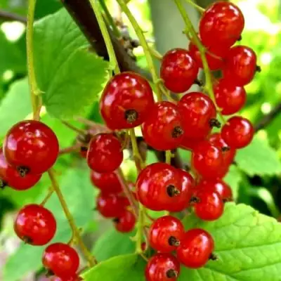 Смородина красная КОРАЛЛОВАЯ в Солигорске