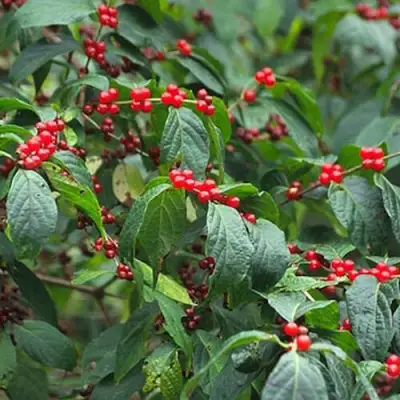 Жимолость МААКА в Солигорске