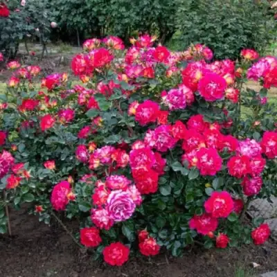 Роза БРЕРА флорибунда в Солигорске