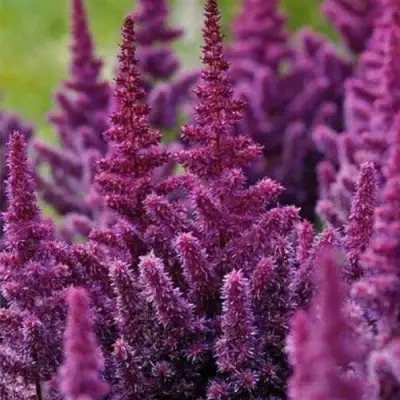 Астильба ПЕПЛ РЕЙН гибридная в Солигорске