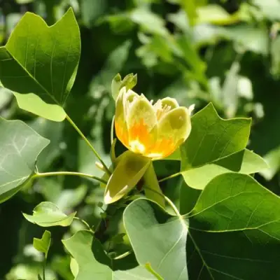 ЛИРИОДЕНДРОН тюльпанный в Солигорске