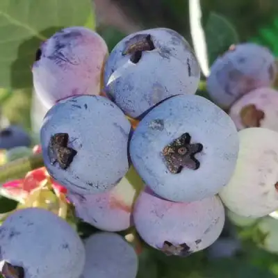 Голубика ХАРРИСОН в Солигорске