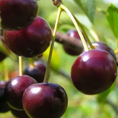 Вишня ЛИВЕНСКАЯ в Солигорске