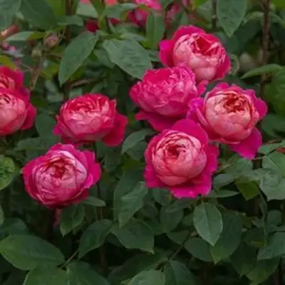 Роза БЕНДЖАМИН БРИТТЕН шраб в Солигорске