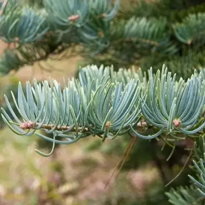 Пихта КОНКОЛОР в Солигорске