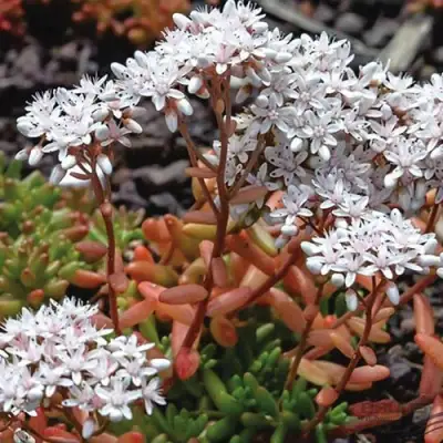 Очиток (седум) КОРАЛ КАРПЕТ белый в Солигорске