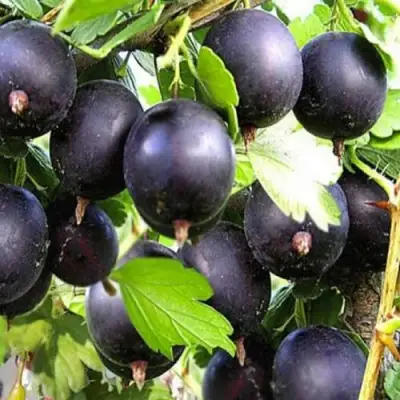 Крыжовник ЧЕРНОМОР в Солигорске