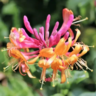 Жимолость ГЕКРОТА в Солигорске