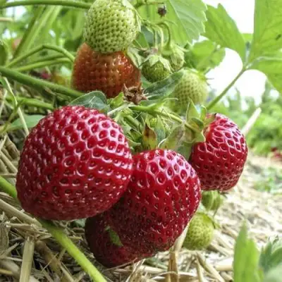 Клубника ЗЕНГА-ЗЕНГАНА в Солигорске