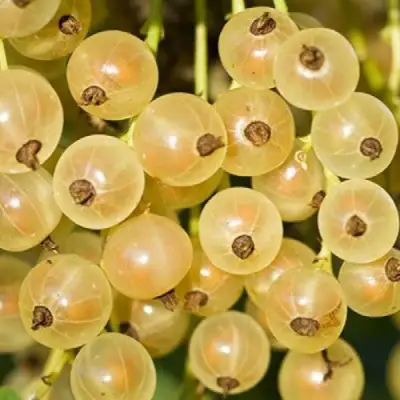 Смородина белая СМОЛЬЯНИНОВСКАЯ в Солигорске