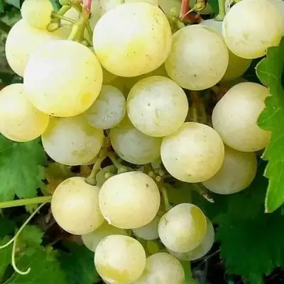 Виноград КЕША МУСКАТ в Солигорске