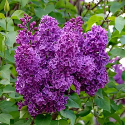 Сирень СУМЕРКИ в Солигорске