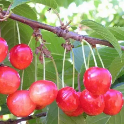 Черешня НАСЛАЖДЕНИЕ в Солигорске