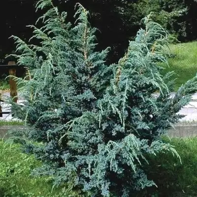 Можжевельник БЛЮ АЛЬПС китайский  в Солигорске