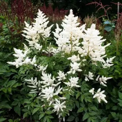 Астильба ДОЙЧЛАНД японская в Солигорске