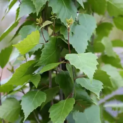 Береза ФАСТИГИАТА повислая  в Солигорске