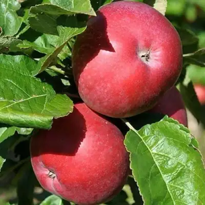 Яблоня СОЗВЕЗДИЕ колонновидная в Солигорске