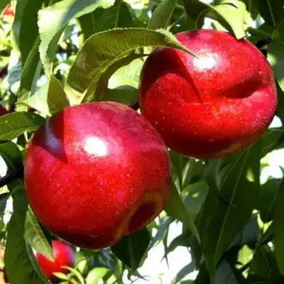 Нектарин ХАРКО в Солигорске