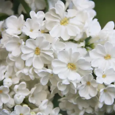 Сирень РОЧЕСТЕР в Солигорске