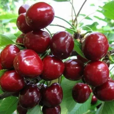 Черешня ГРОНКАВАЯ в Солигорске
