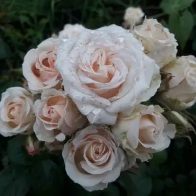 Роза ЯНА спрей в Солигорске